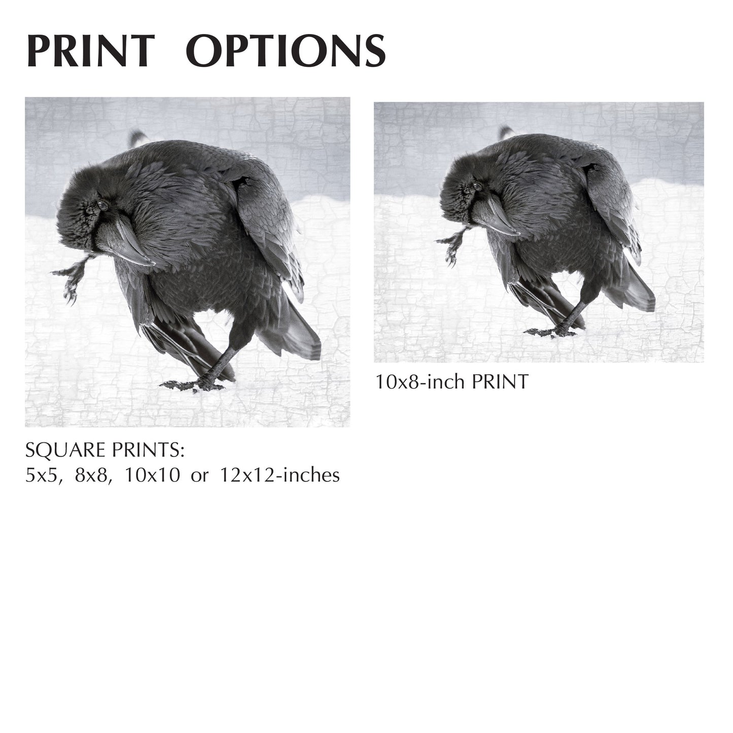 RAVEN DANCE 1 - Fine Art Print, Raven Portrait Series