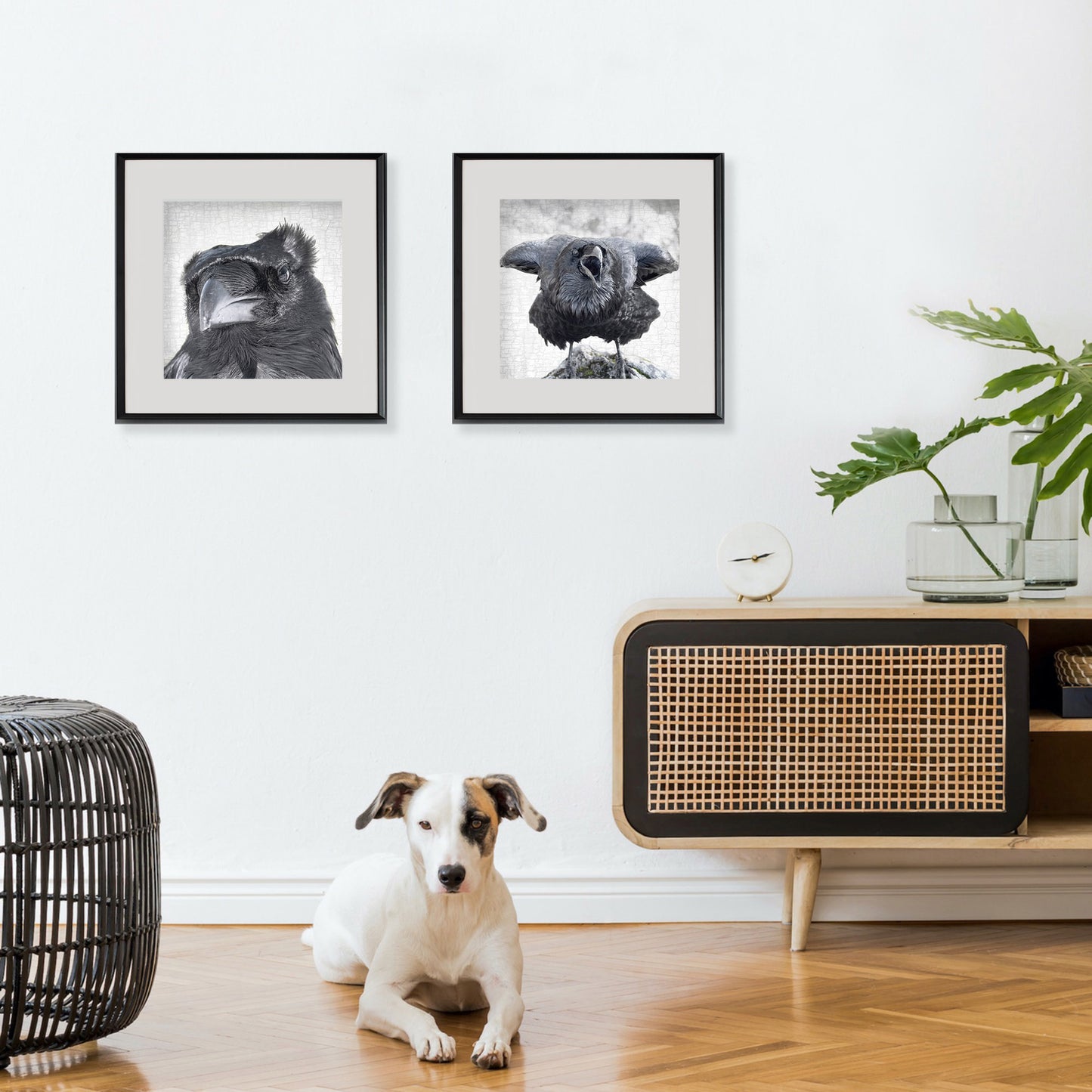 RAVEN SKEPTIC - Fine Art Print, Raven Portrait Series