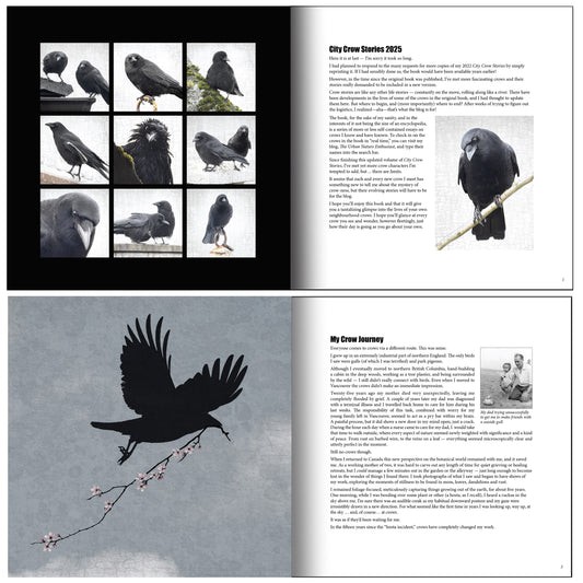 City Crow Stories- 2025 Edition by June Hunter