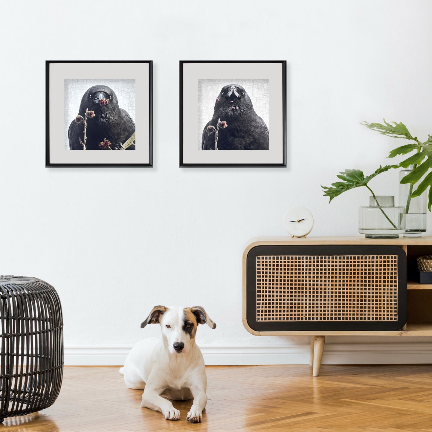 ... BUT I ATE THEM - Fine Art Print, Crow Portrait Series