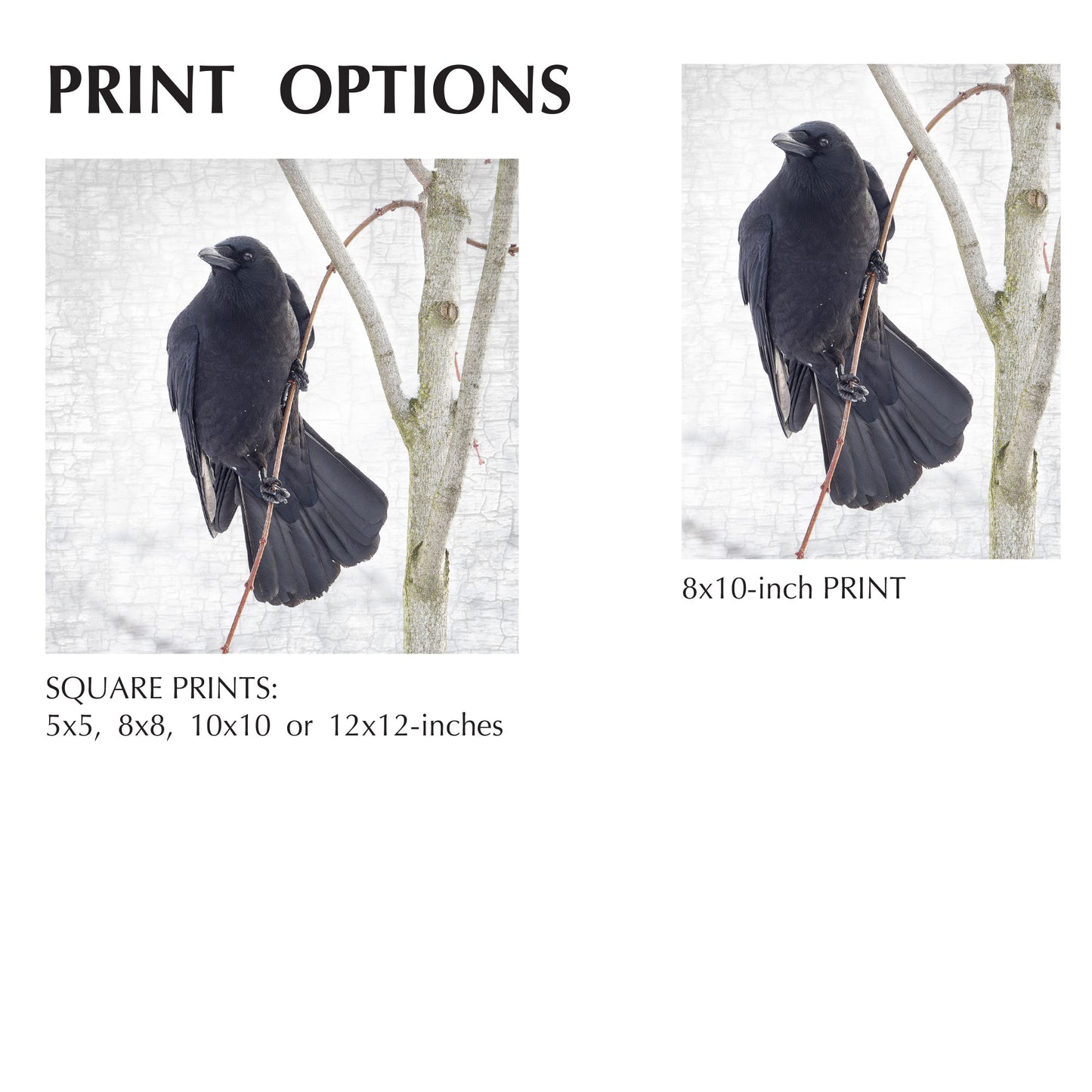 HANG IN THERE - Fine Art Print, Crow Portrait Series