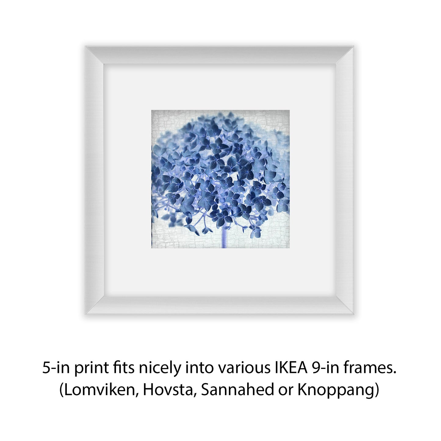 BLUE HYDRANGEA - Fine Art Print, Botanical Blueprint