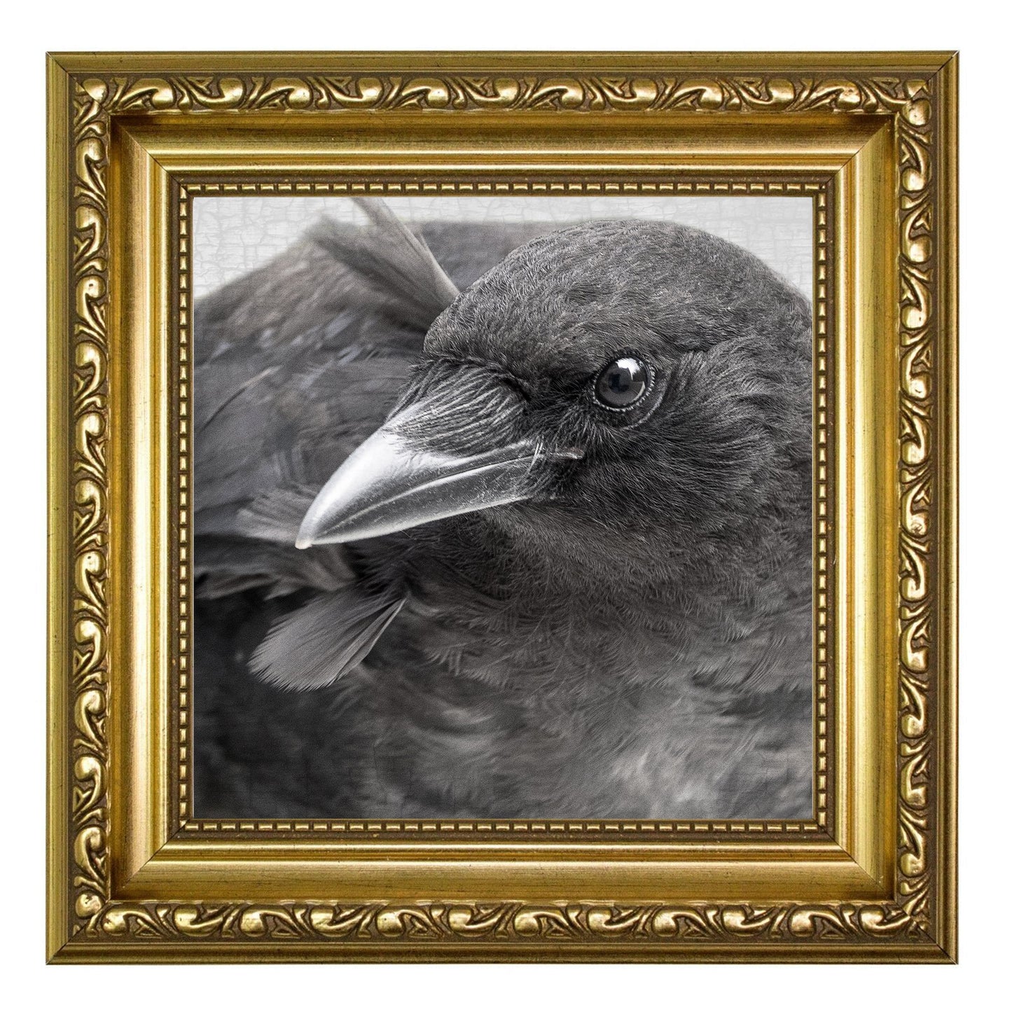 FIRST SUMMER - Fine Art Print, Crow Portrait Series