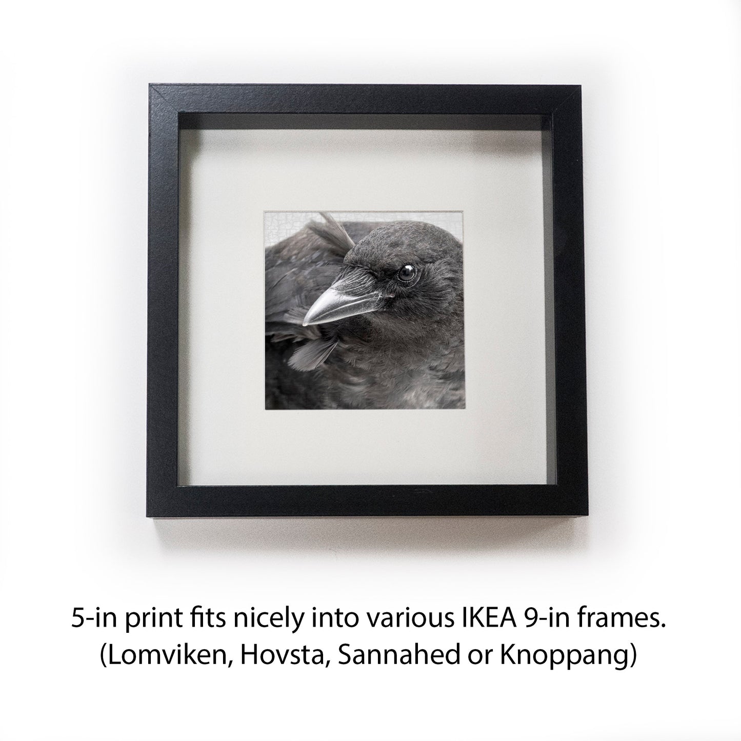 FIRST SUMMER - Fine Art Print, Crow Portrait Series