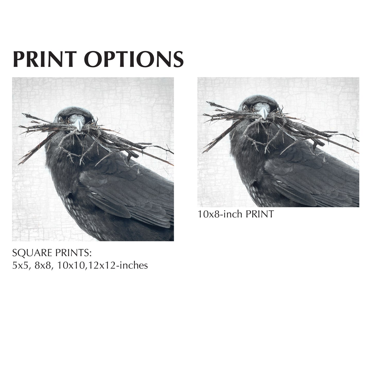 NESTING SEASON - Fine Art Print, Crow Portrait Series