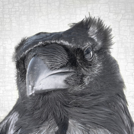 RAVEN SKEPTIC - Fine Art Print, Raven Portrait Series