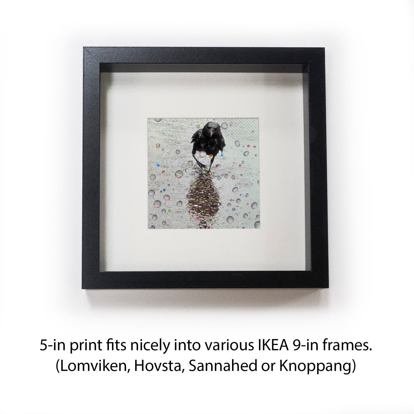 RAINDROP EARL - Fine Art Print, Crow Portrait Series