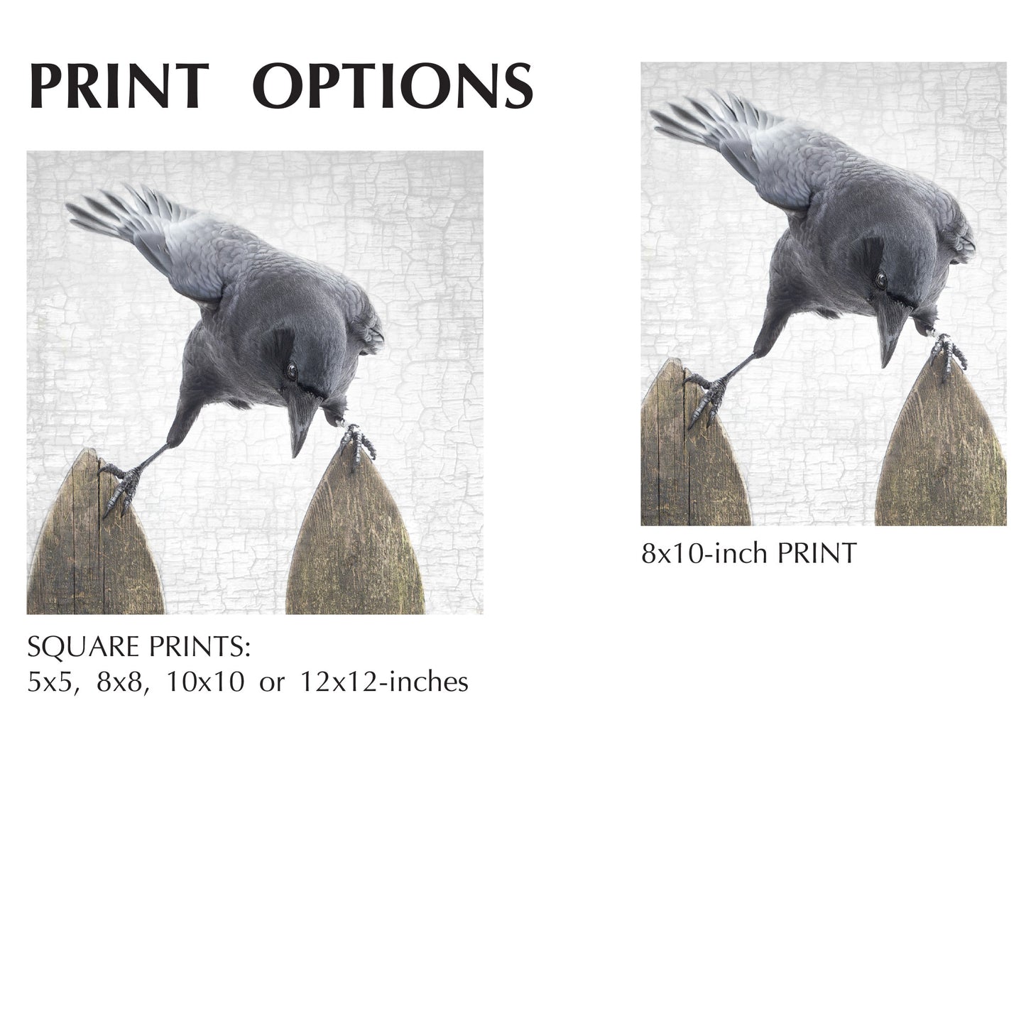 RISKY BUSINESS - Fine Art Print, Crow Portrait Series