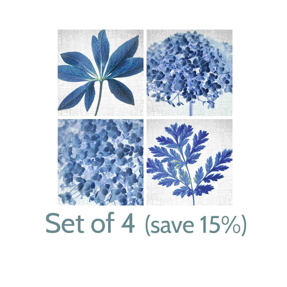 BLUE PACIFIC BLEEDING HEART - Fine Art Print, Botanical Blueprint