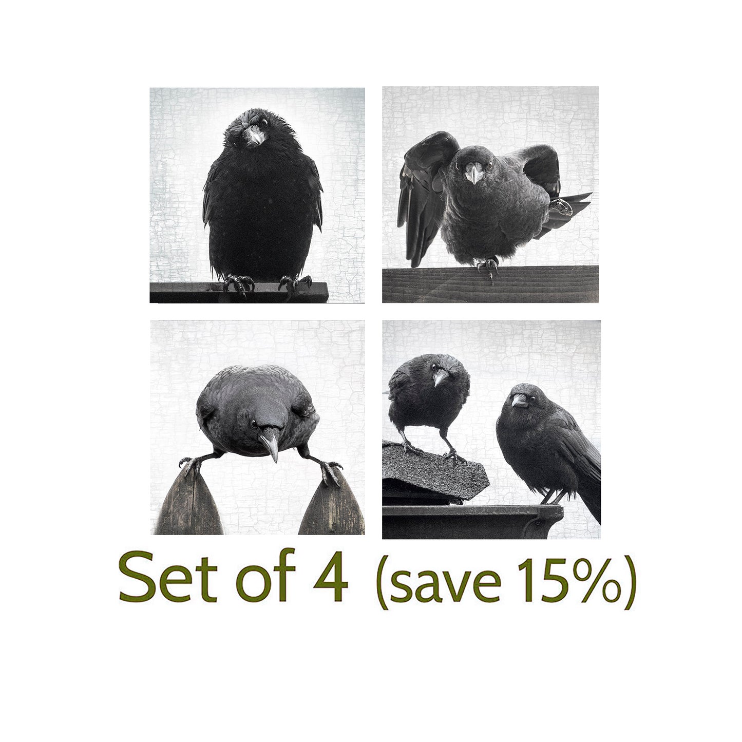 THE PROFESSOR - Fine Art Print, Crow Portrait Series