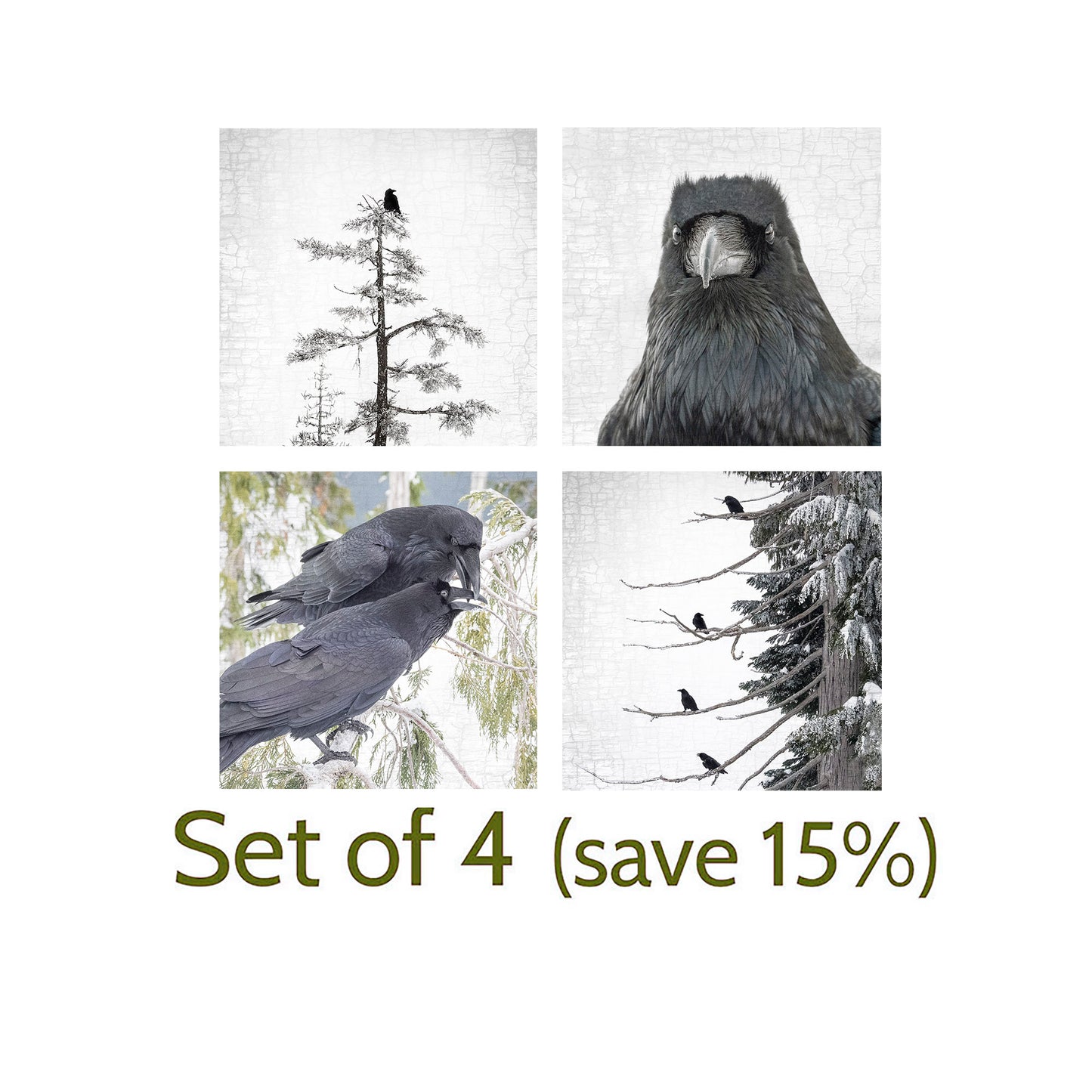 RAVEN SKEPTIC - Fine Art Print, Raven Portrait Series