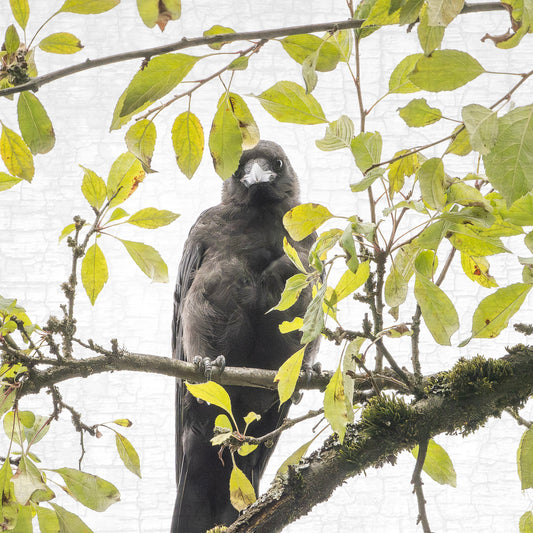 SHY SUMMER BABY - Fine Art Print, Crow Portrait Series