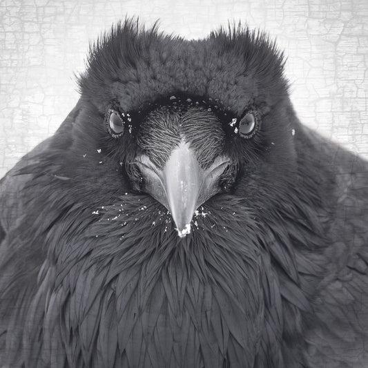 WATCHER IN THE SNOW - Fine Art Print, Raven Portrait Series