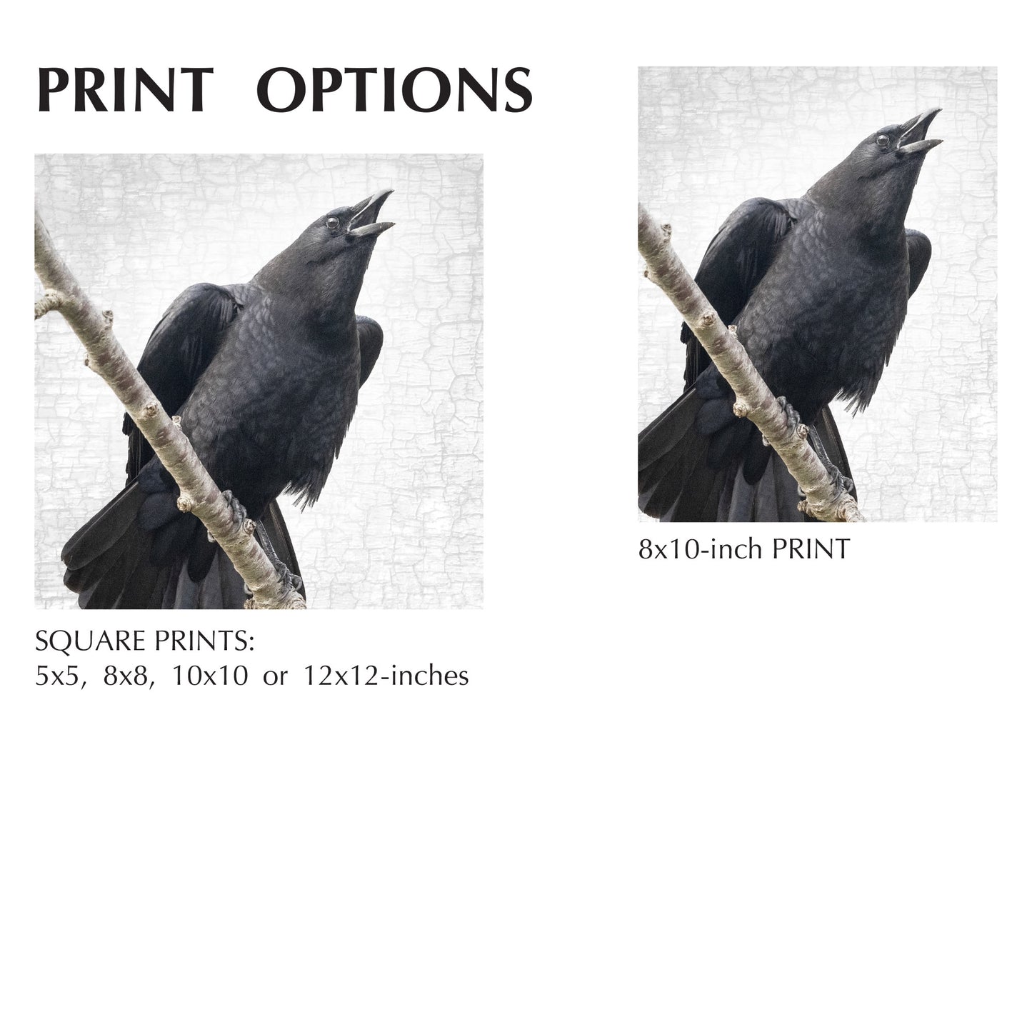 SPEAK OUT - Fine Art Print, Crow Portrait Series