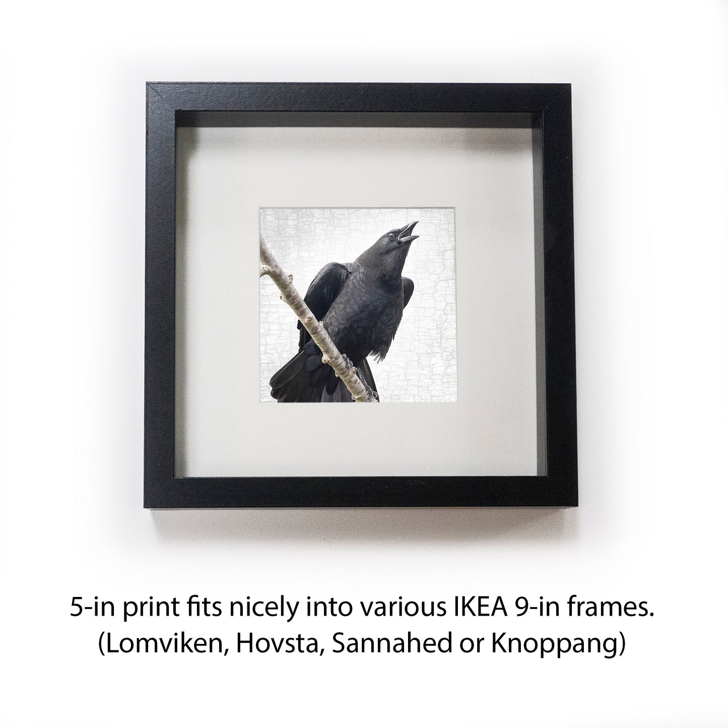 SPEAK OUT - Fine Art Print, Crow Portrait Series