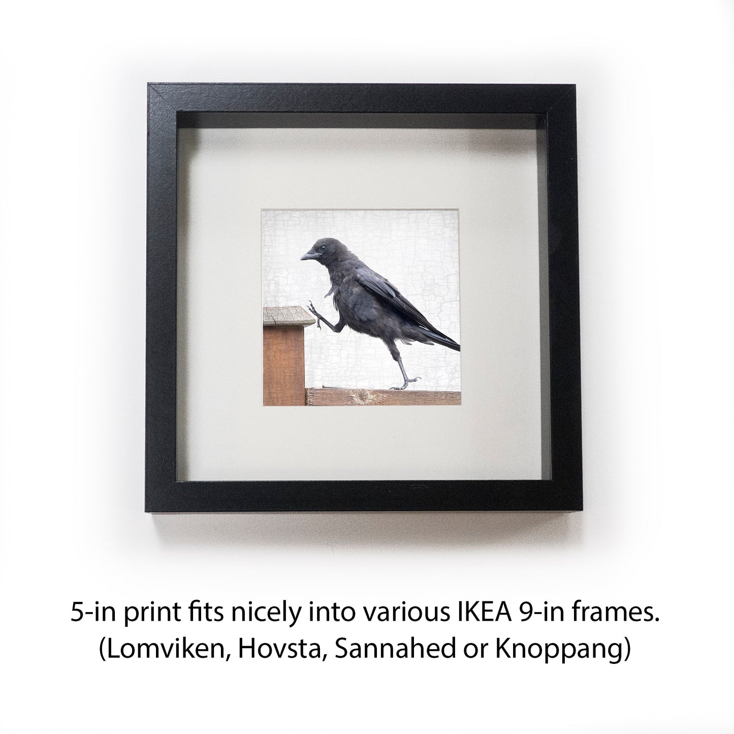 STEP UP - Fine Art Print, Crow Portrait Series