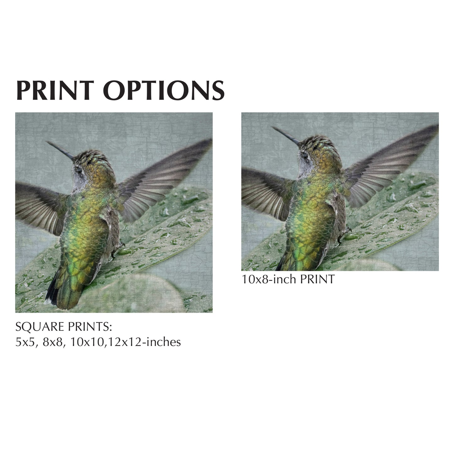 BATHING HUMMINGBIRD No.2 - Fine Art Print, Garden Birds Series