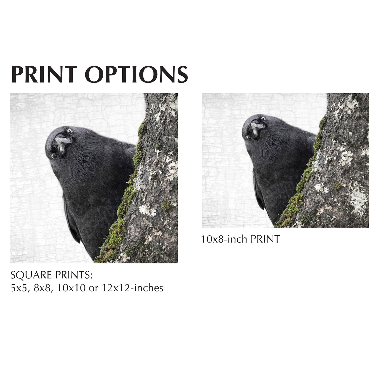 YOU ARE BEING WATCHED - Fine Art Print, Crow Portrait Series