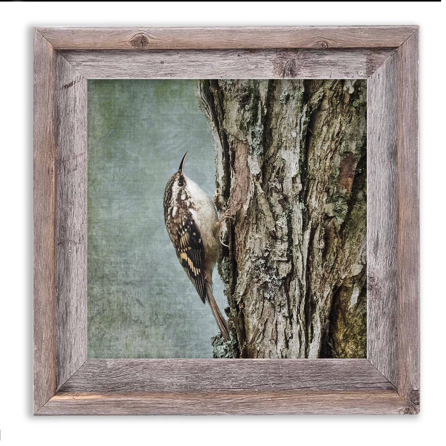 BROWN CREEPER - Fine Art Print, Garden Birds Series