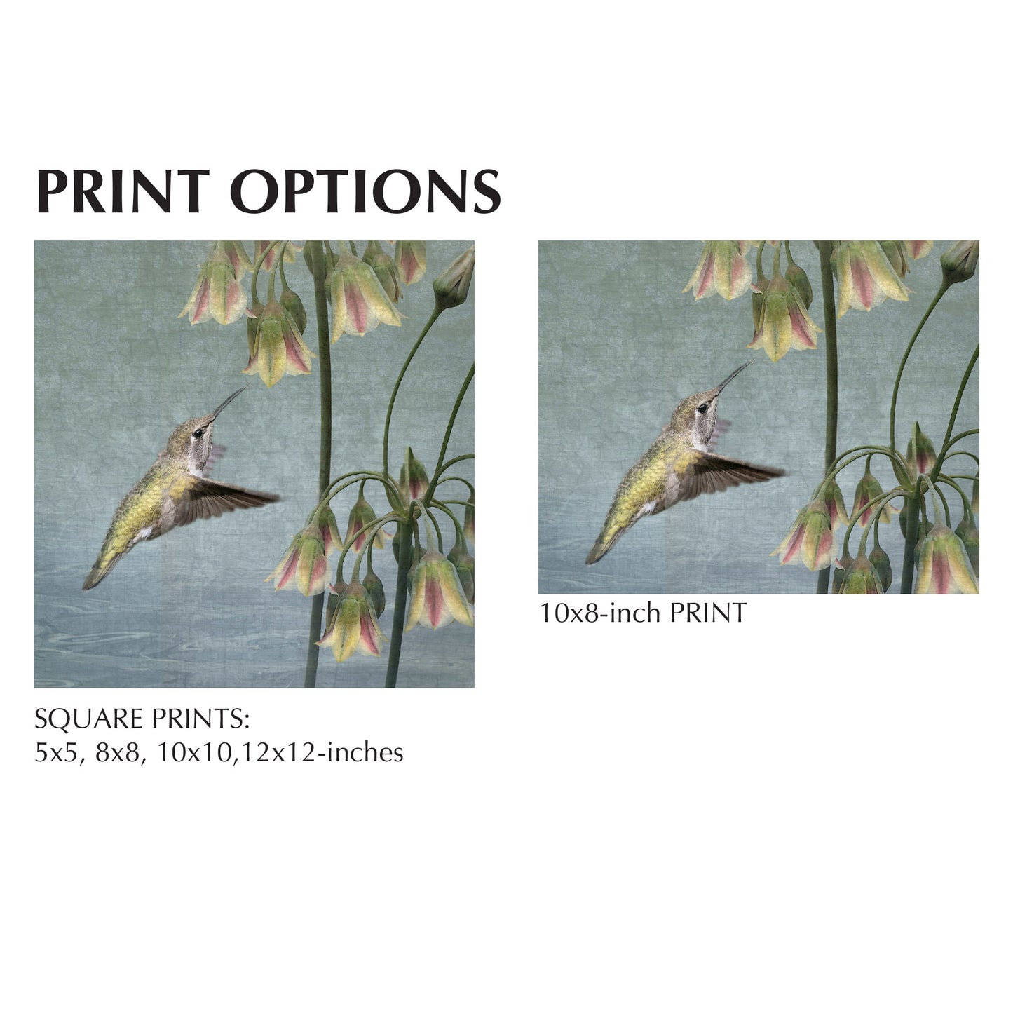 ALLIUM HUMMINGBIRD - Fine Art Print, Garden Birds Series