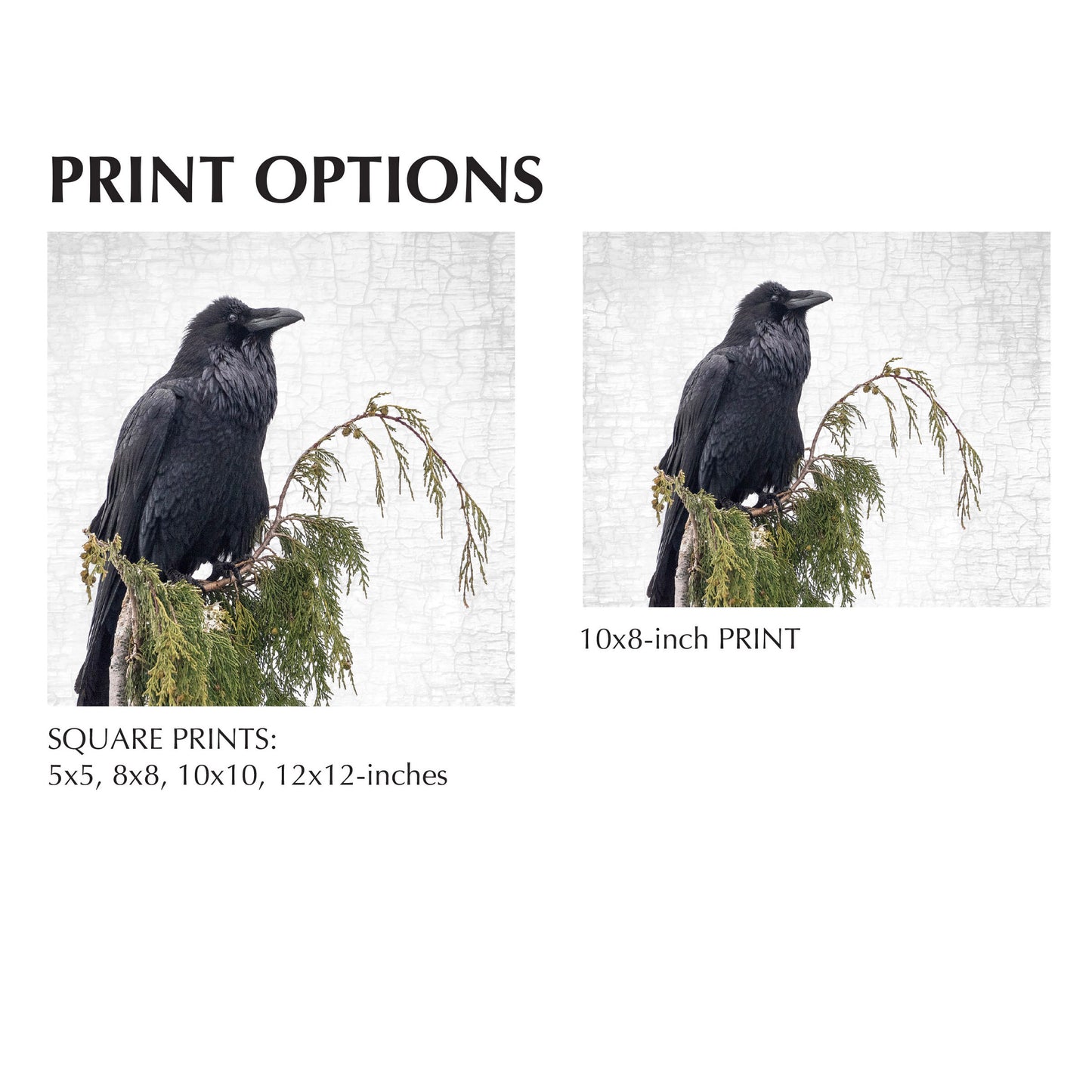 RAVEN ON CEDAR - Fine Art Print, Raven Portrait Series