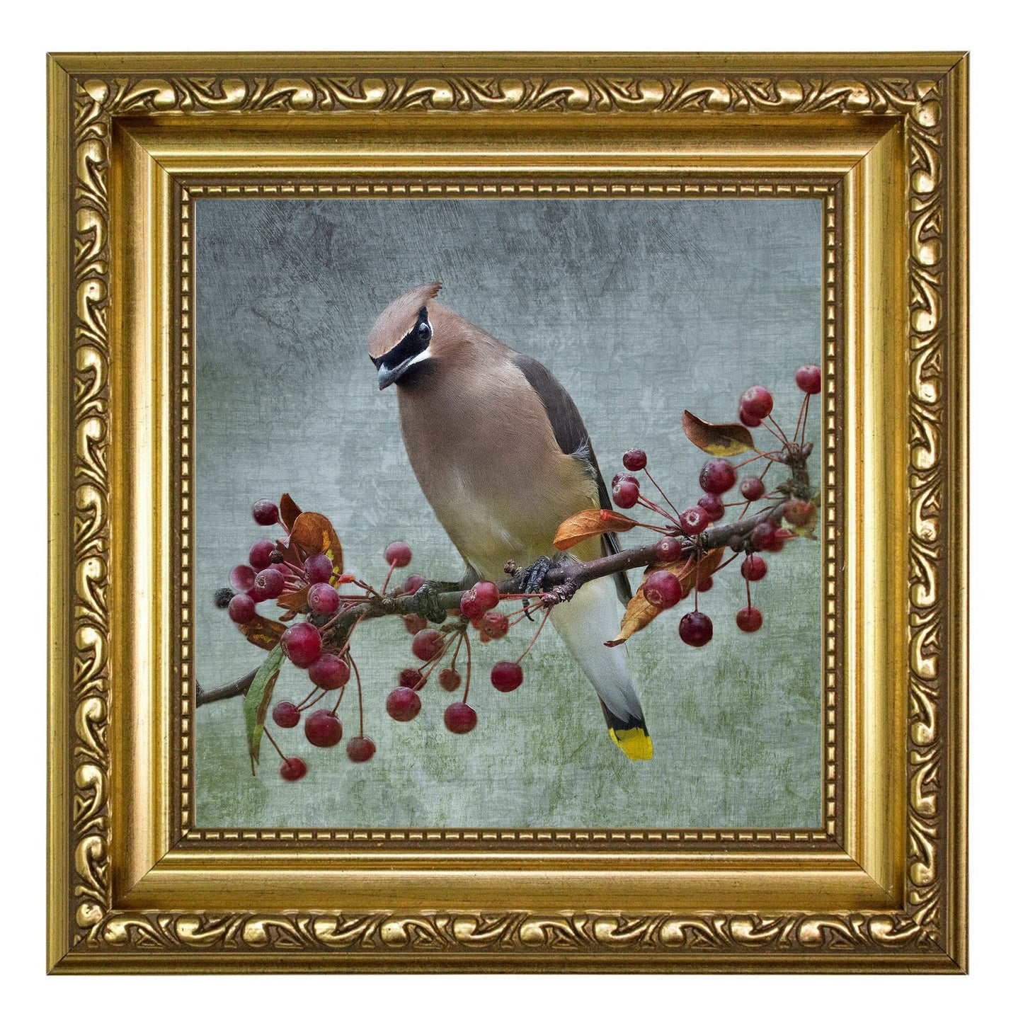 CEDAR WAXWING - Fine Art Print, Garden Birds Series