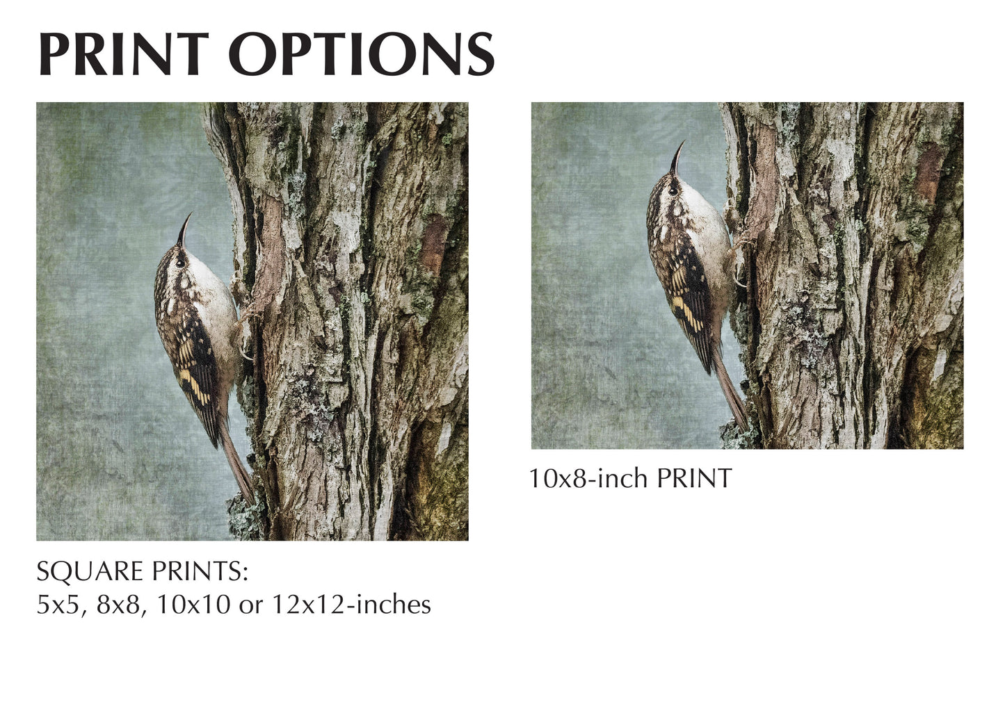 BROWN CREEPER - Fine Art Print, Garden Birds Series