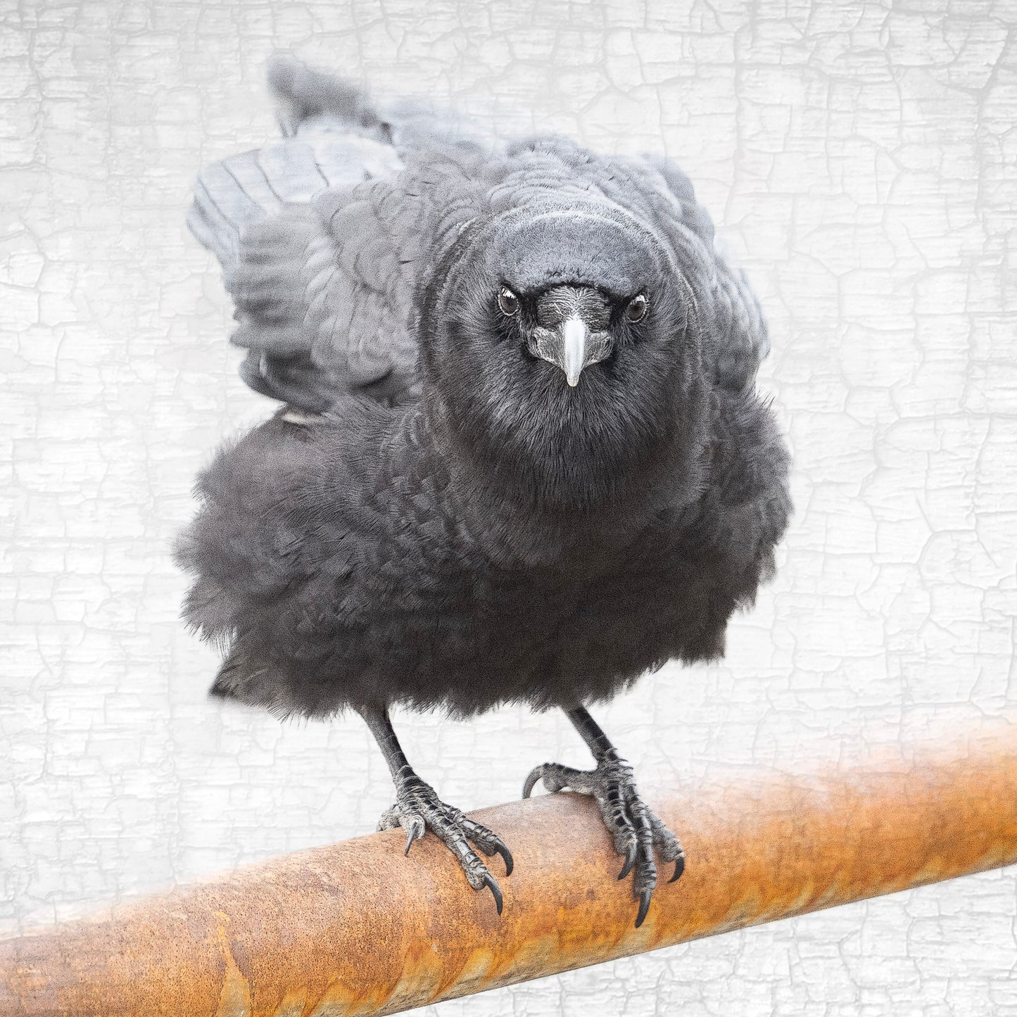 CROW AND RUST - Fine Art Print, Crow Portrait Series