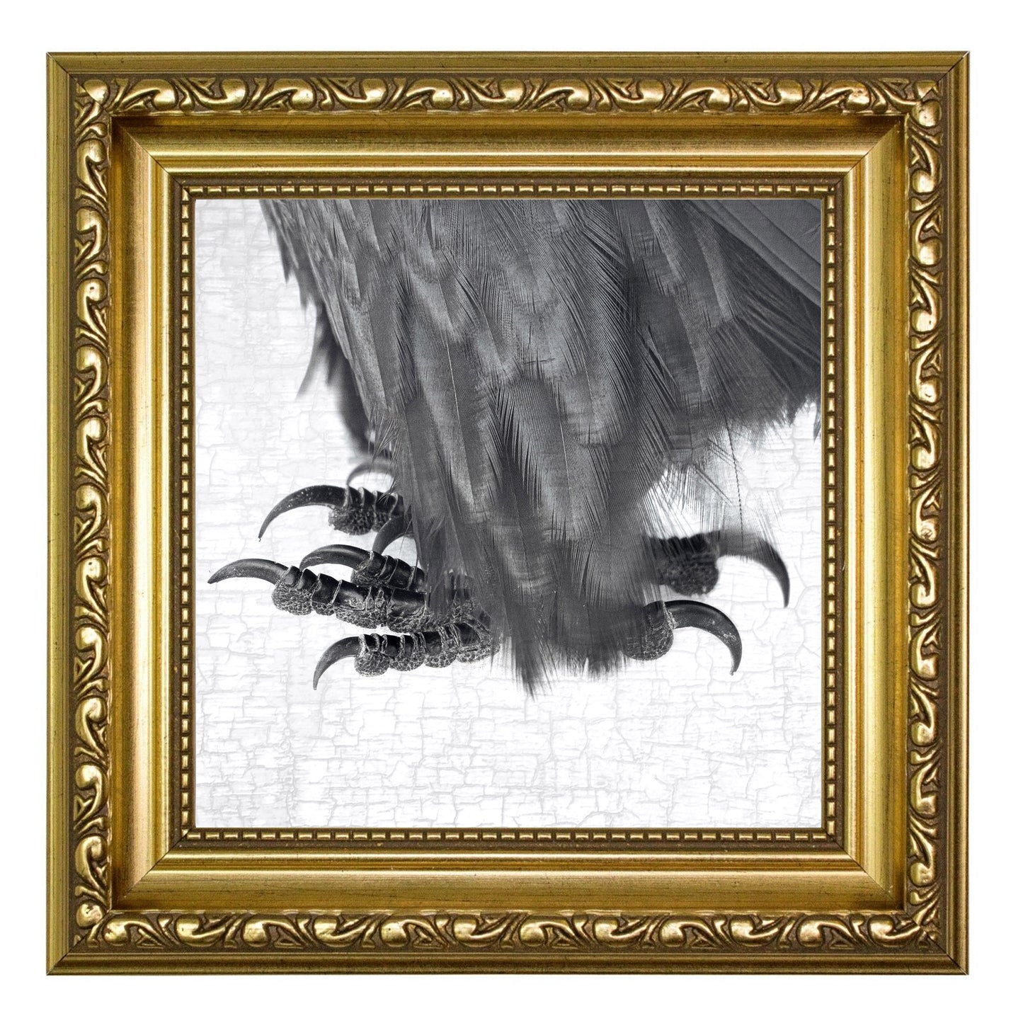 FLUFFY RAVEN FEET - Fine Art Print, Raven Portrait Series