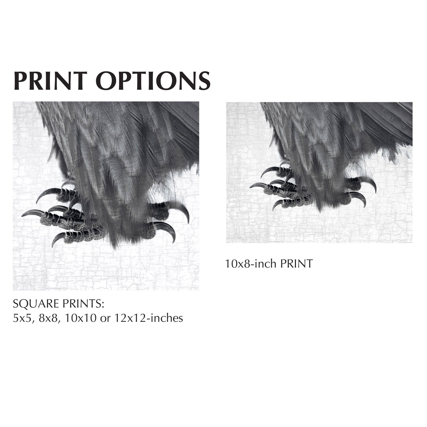 FLUFFY RAVEN FEET - Fine Art Print, Raven Portrait Series