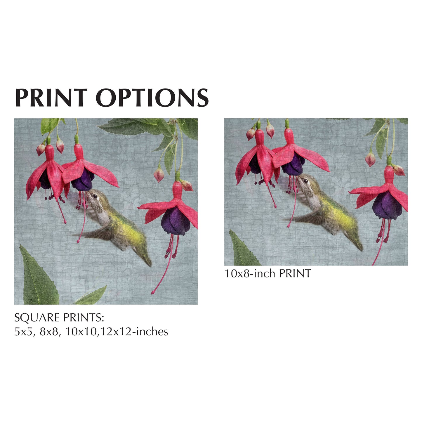 FUCHSIA HUMMINGBIRD - Fine Art Print, Garden Birds Series