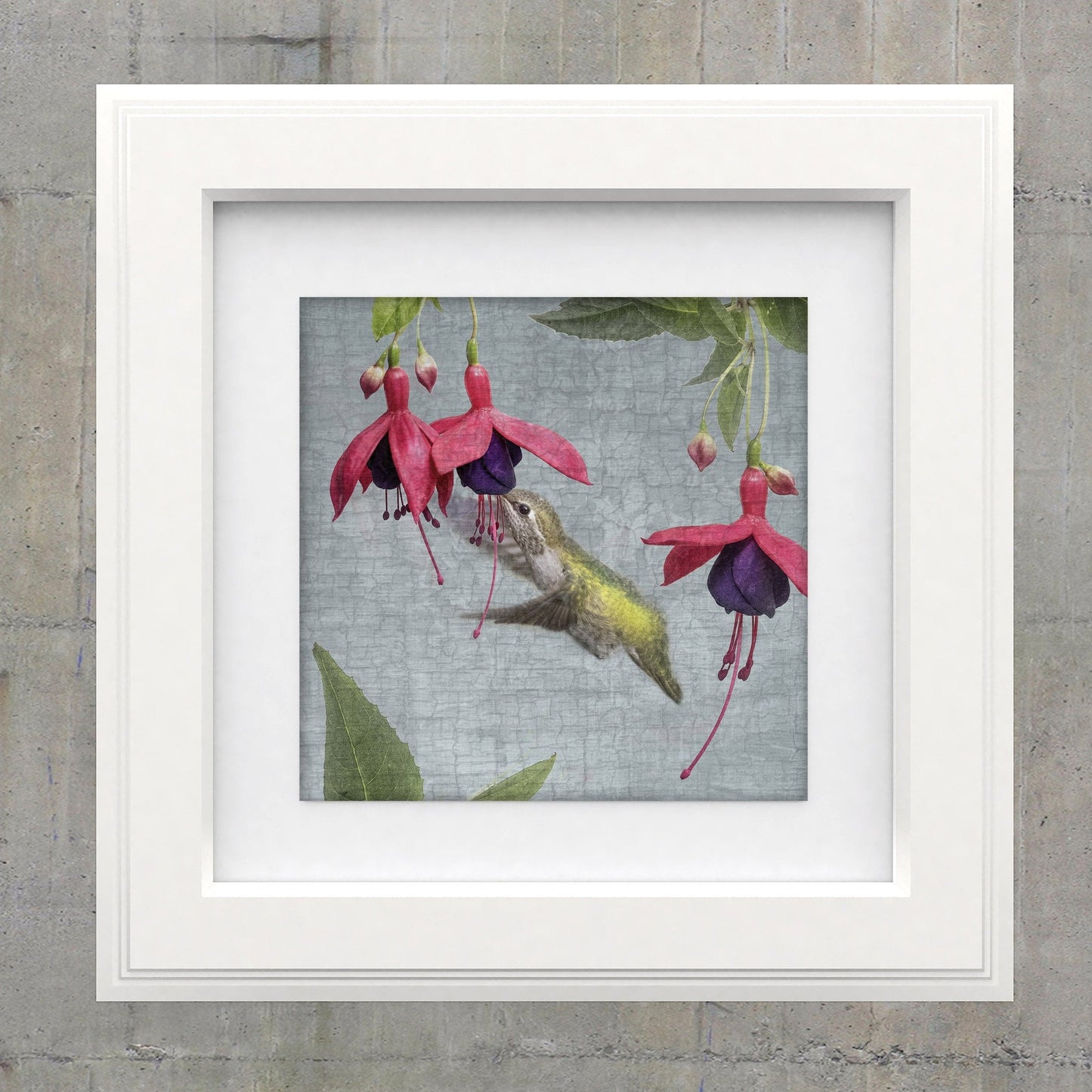 FUCHSIA HUMMINGBIRD - Fine Art Print, Garden Birds Series