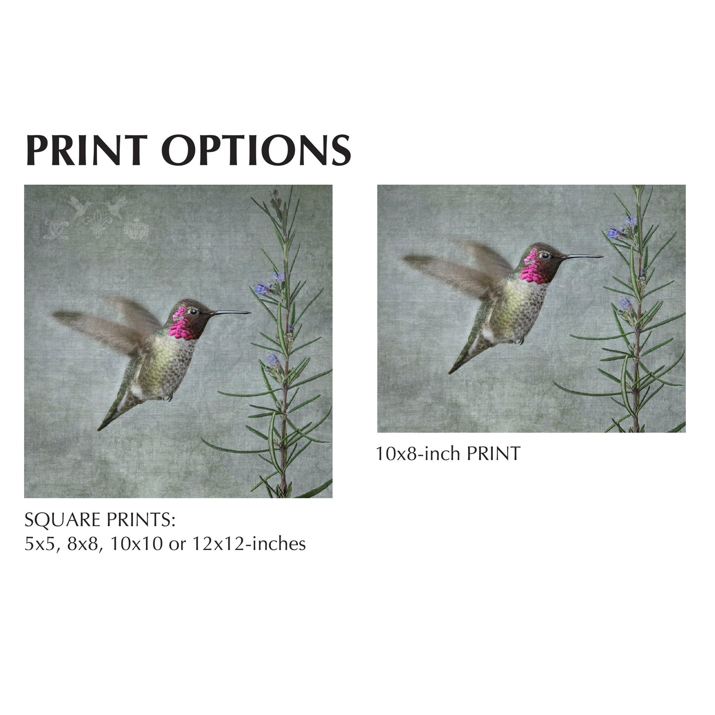 HUMMINGBIRD WITH ROSEMARY - Fine Art Print, Garden Birds Series