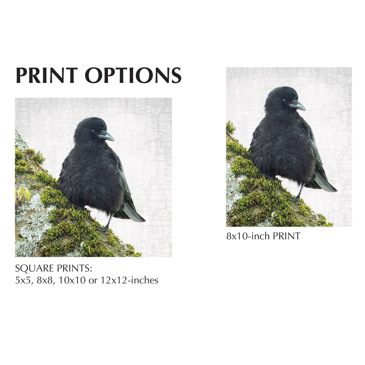 MOSS CROW - Fine Art Print, Crow Portrait Series