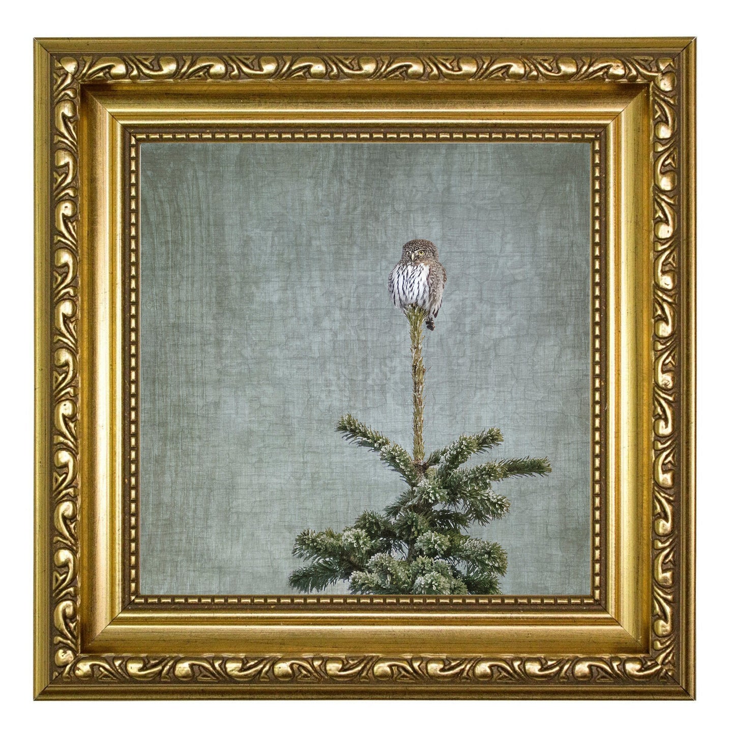 NORTHERN PYGMY OWL - Fine Art Print, Garden Birds Series