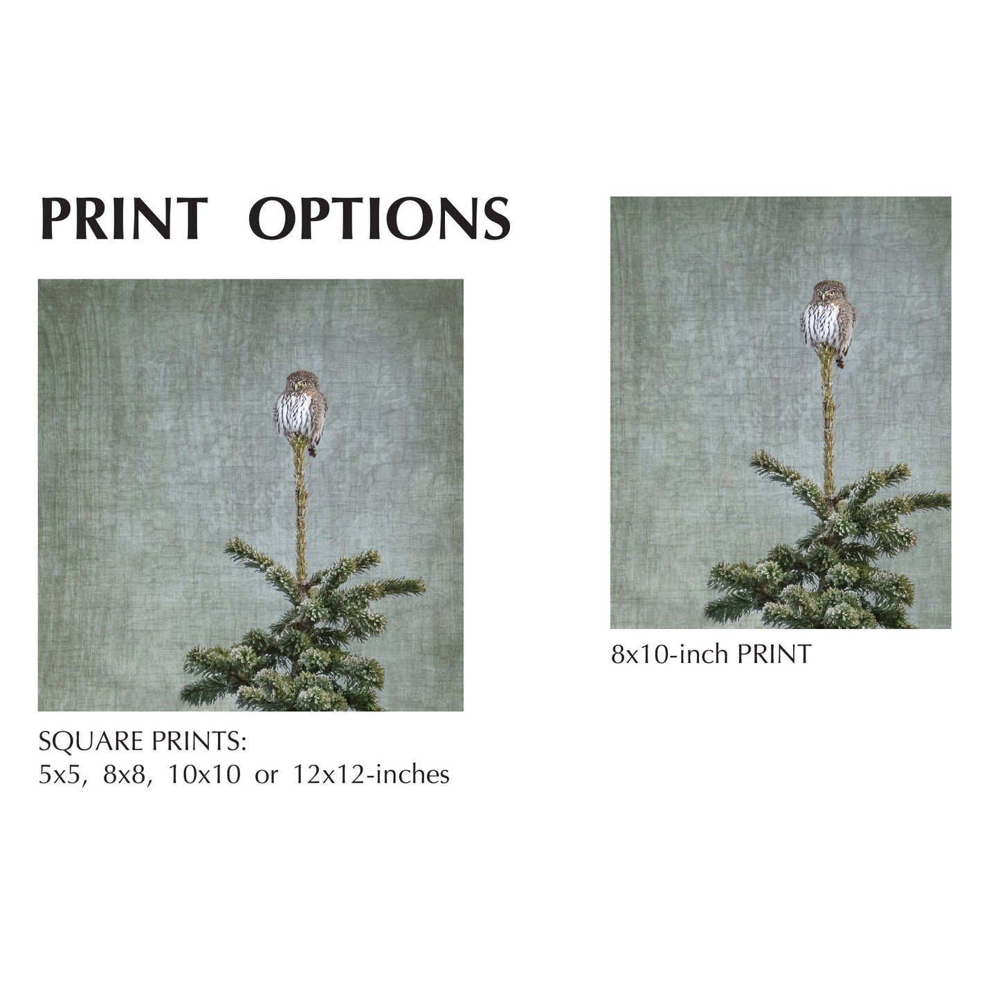 NORTHERN PYGMY OWL - Fine Art Print, Garden Birds Series