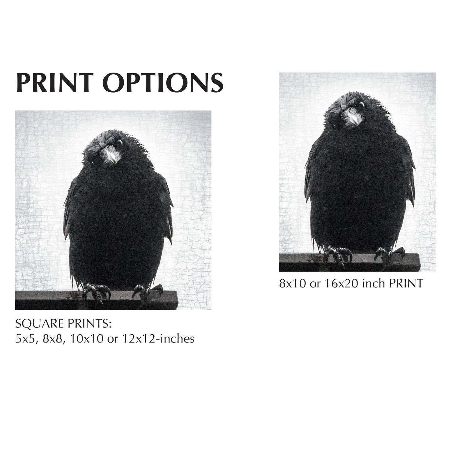 PHILOSOPHER CROW - Fine Art Print, Crow Portrait Series