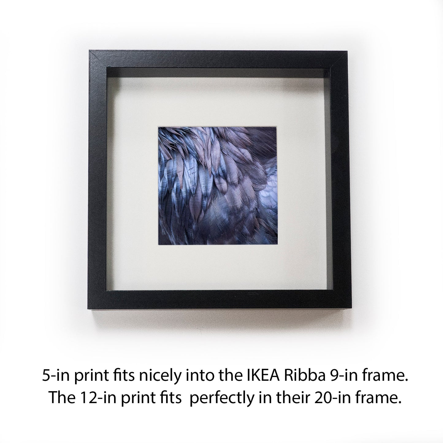 RAVEN FEATHERS - Fine Art Print, Raven Portrait Series
