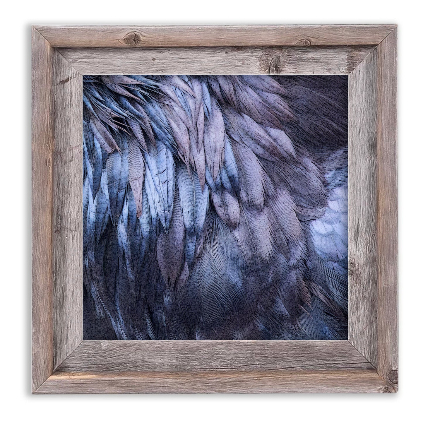 RAVEN FEATHERS - Fine Art Print, Raven Portrait Series