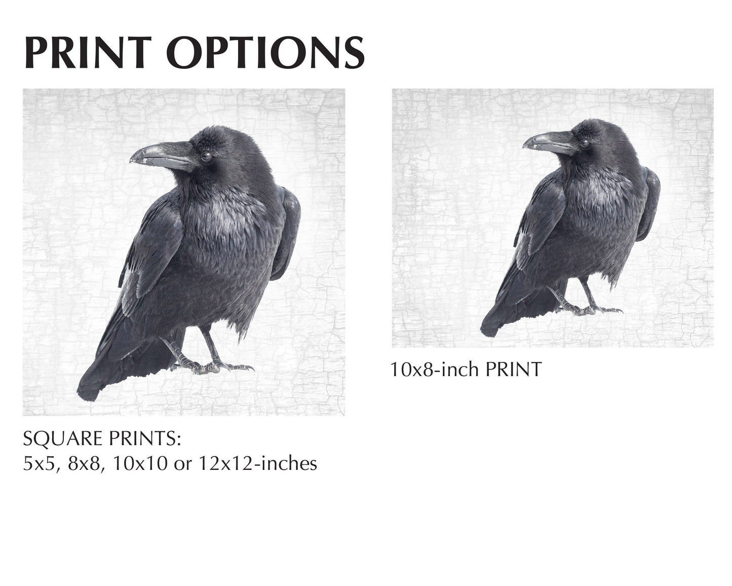 RAVEN LOOKS BACK - Fine Art Print, Raven Portrait Series