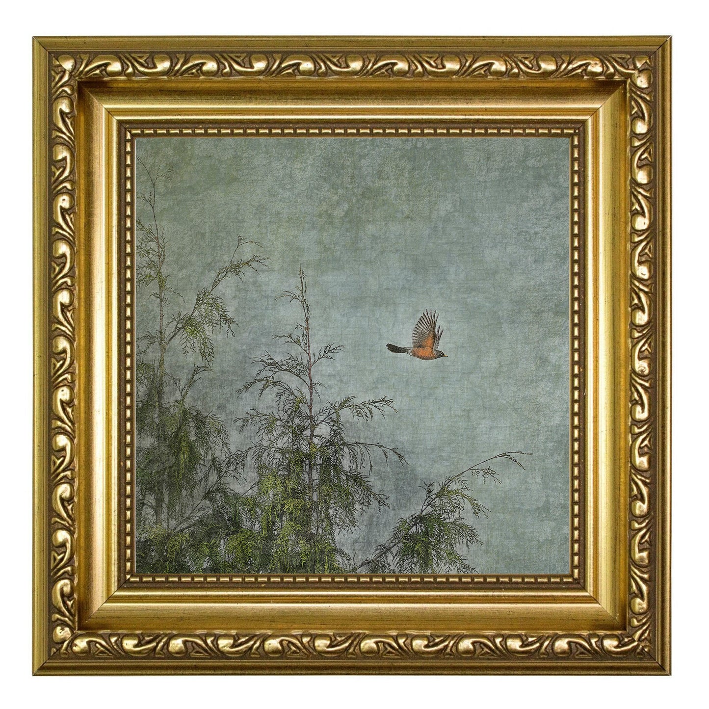 ROBIN AND CEDARS - Fine Art Print, Garden Birds Series
