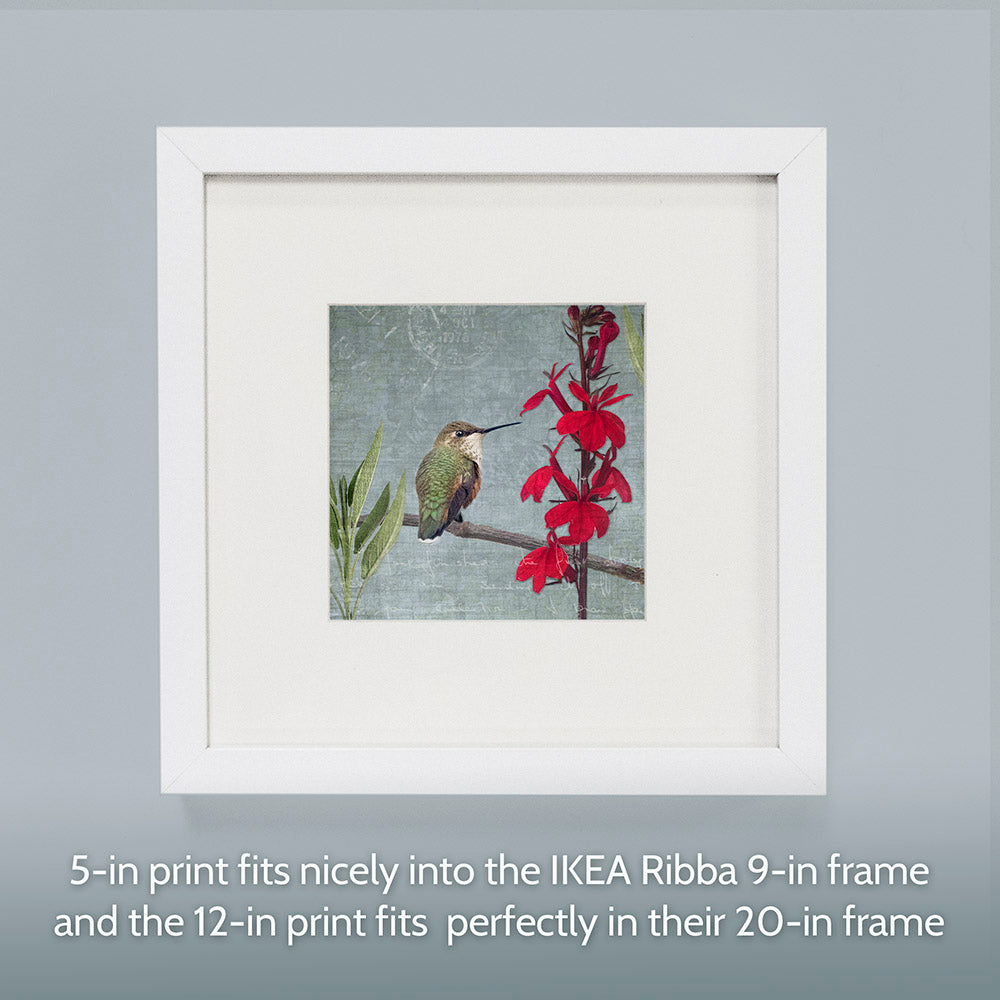 RUFOUS HUMMINGBIRD - Fine Art Print, Garden Birds Series