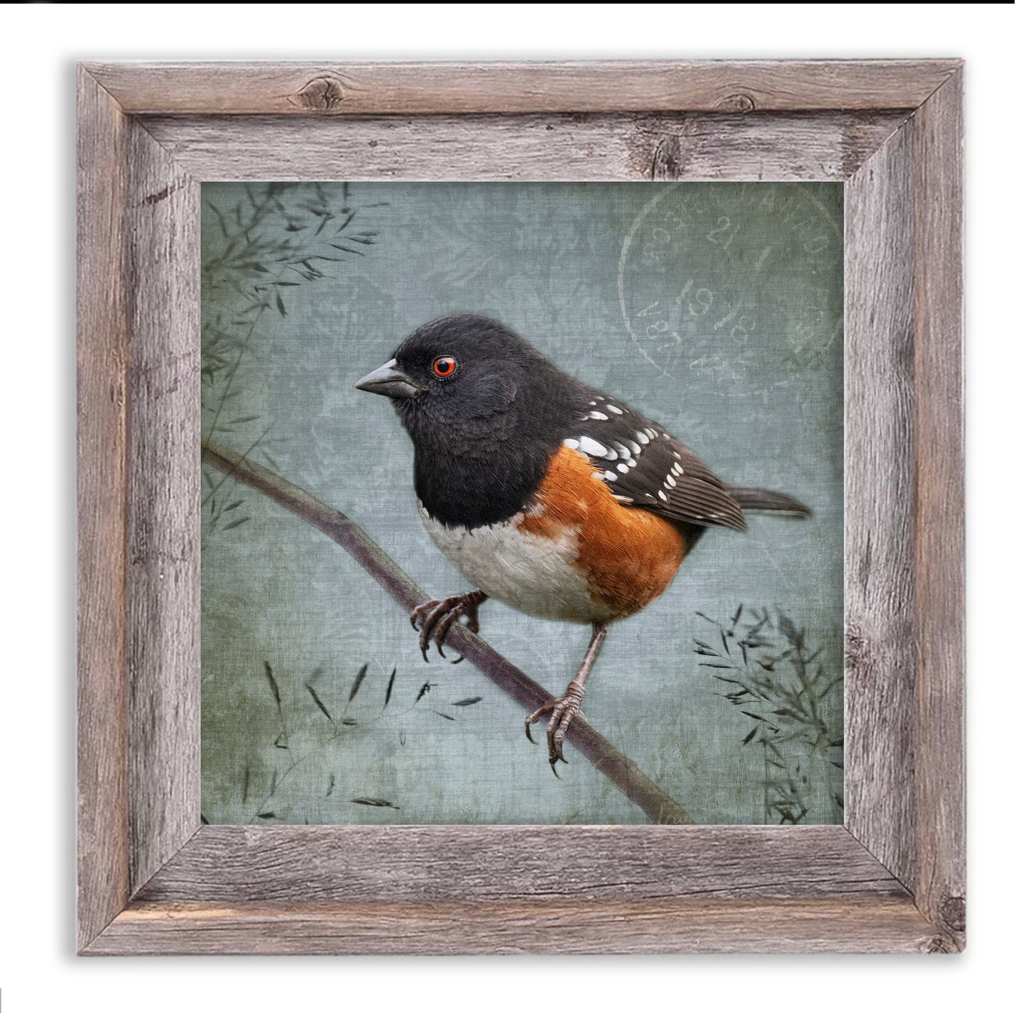 SPOTTED TOWHEE - Fine Art Print, Garden Birds Series