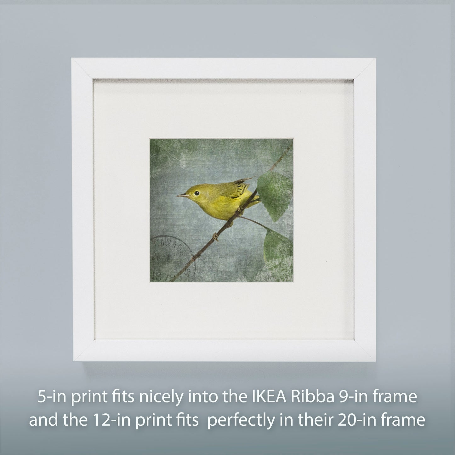 ORANGE CROWNED WARBLER - Fine Art Print, Garden Birds Series