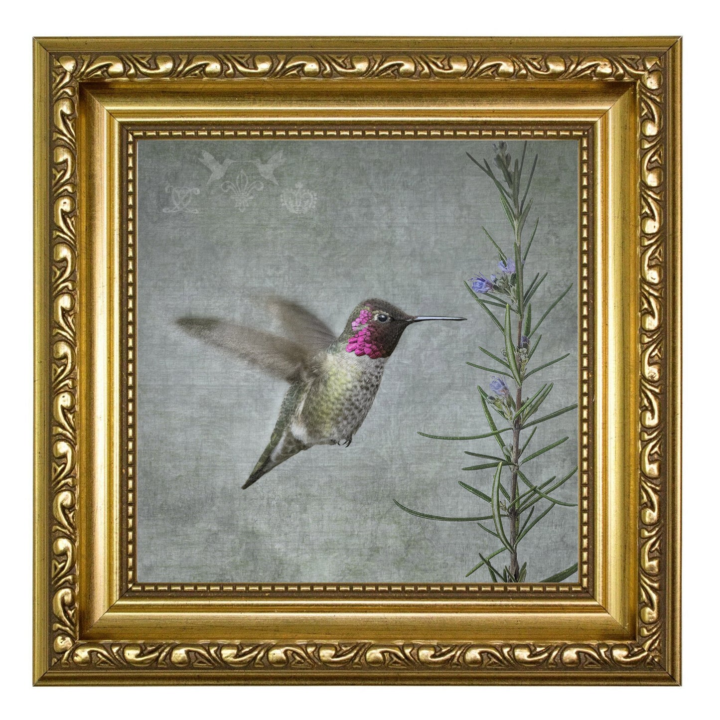 HUMMINGBIRD WITH ROSEMARY - Fine Art Print, Garden Birds Series