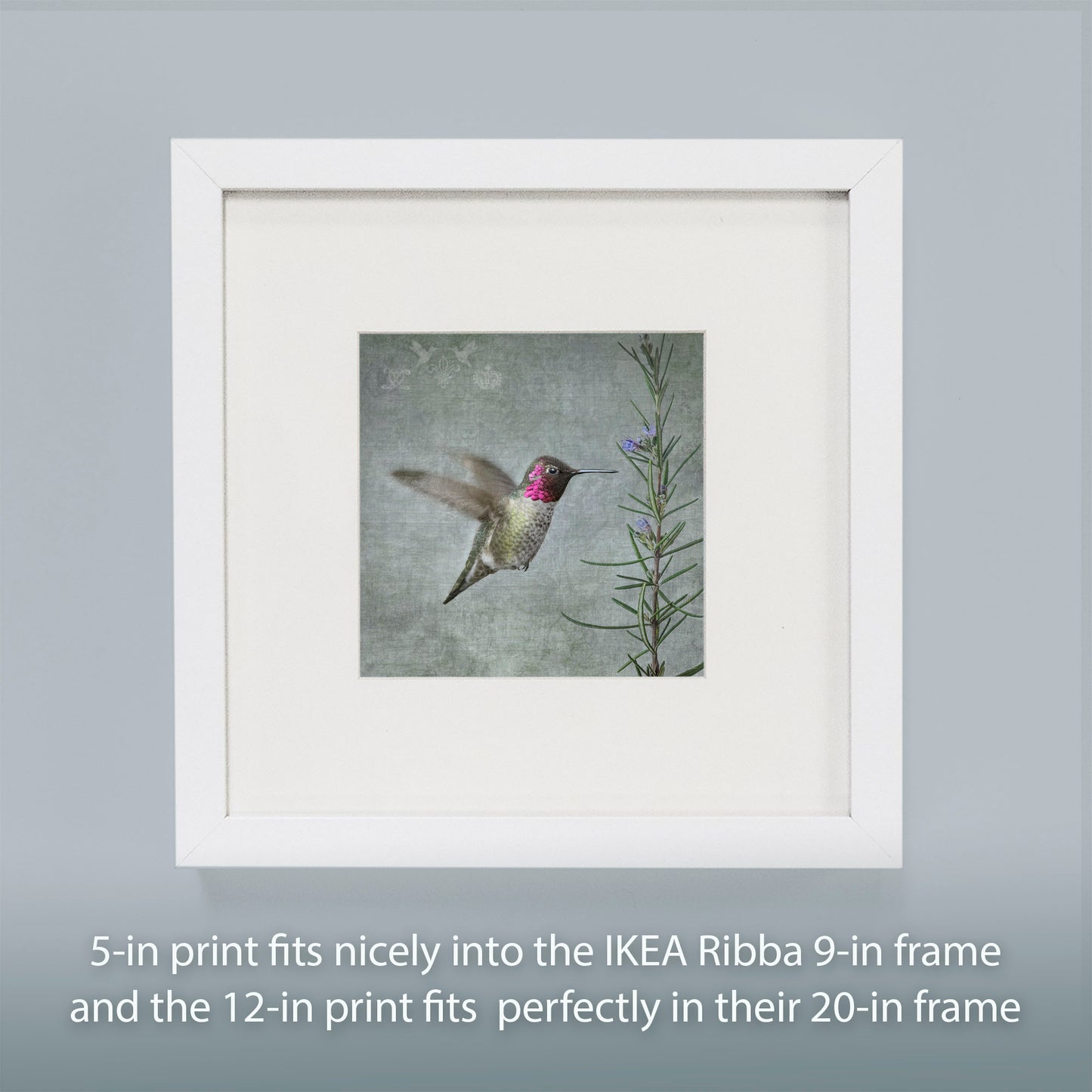 HUMMINGBIRD WITH ROSEMARY - Fine Art Print, Garden Birds Series