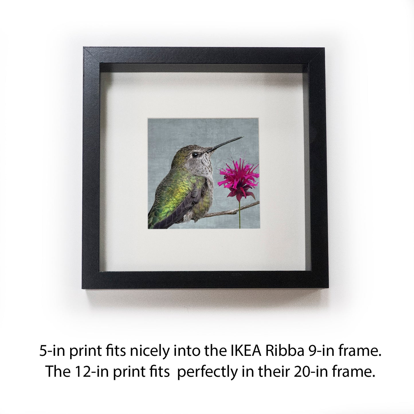 BEE BALM HUMMINGBIRD - Fine Art Print, Garden Birds Series