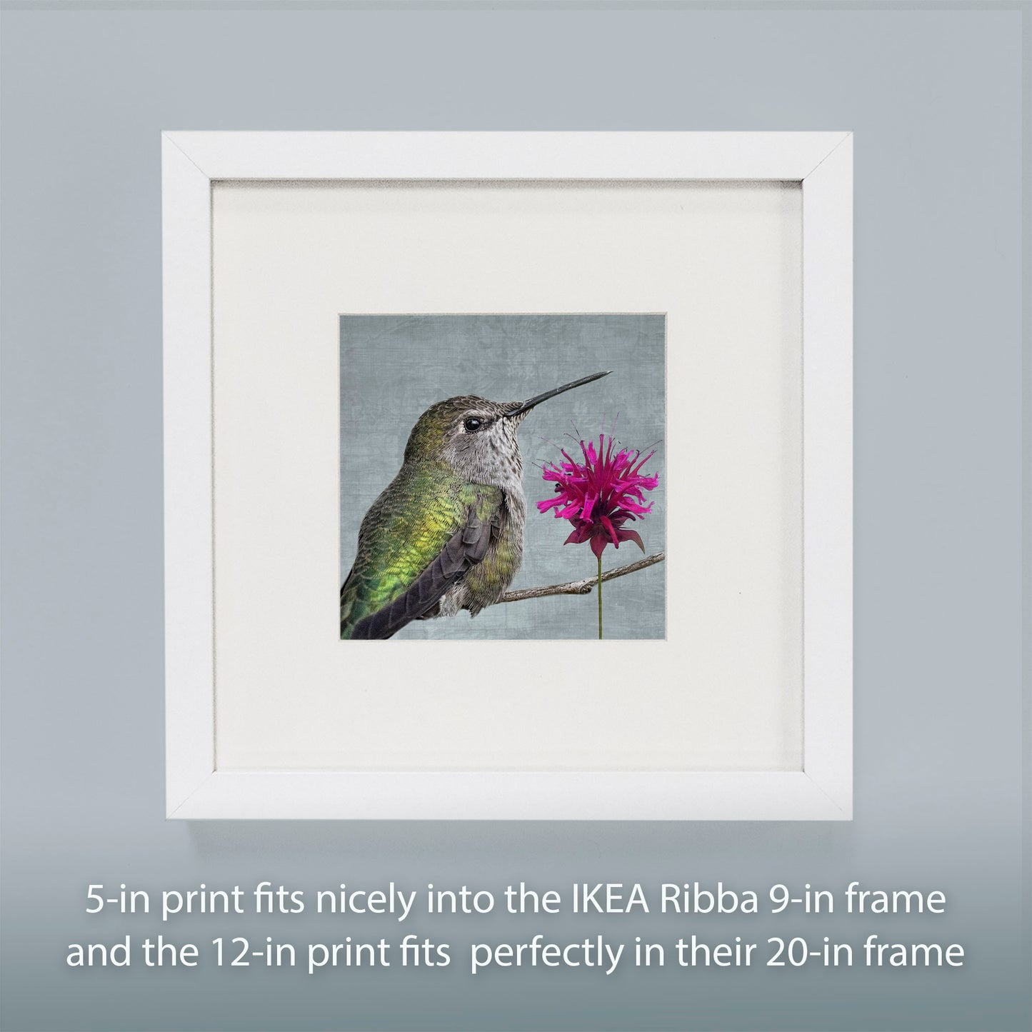 BEE BALM HUMMINGBIRD - Fine Art Print, Garden Birds Series