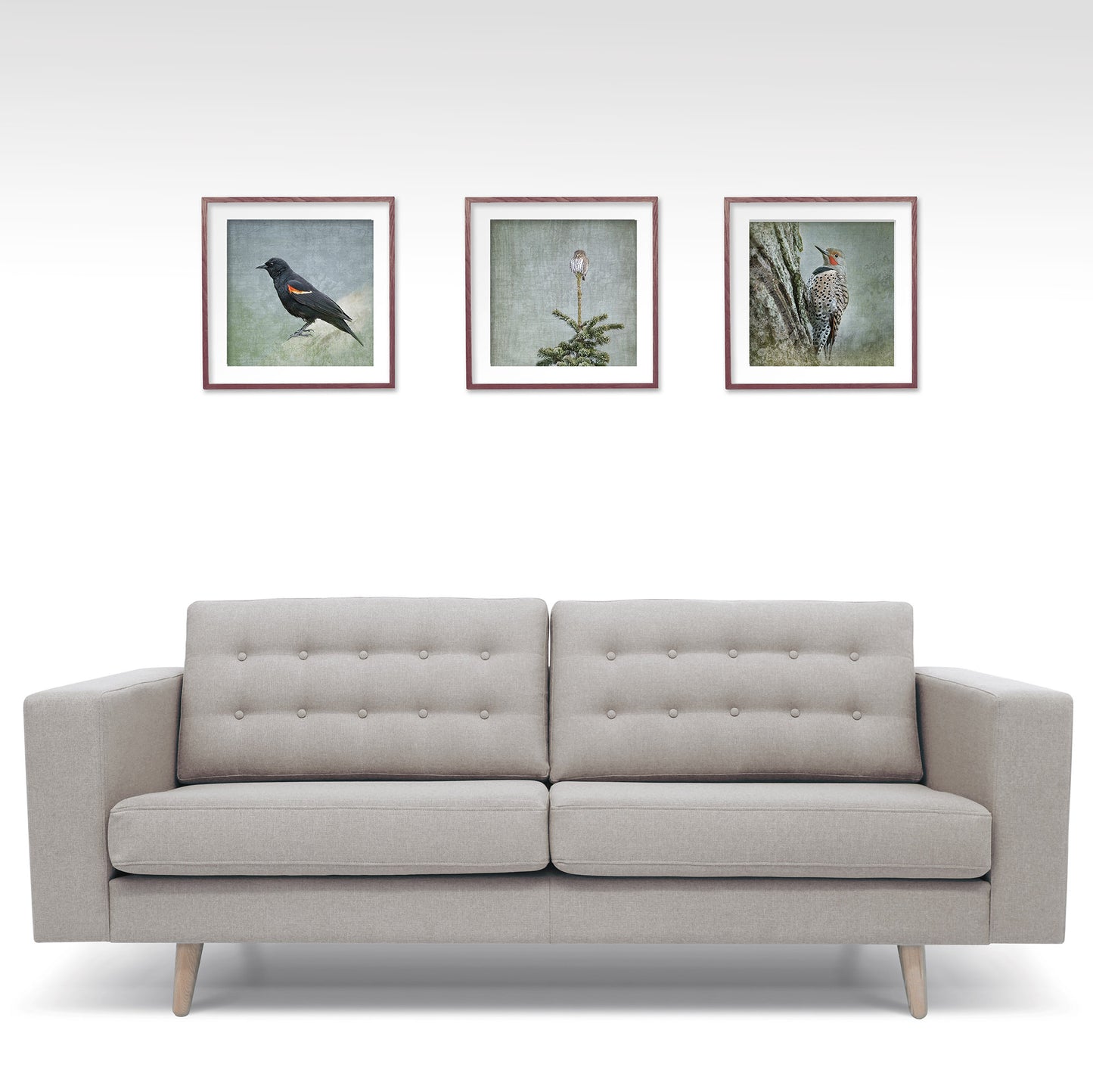 NORTHERN PYGMY OWL - Fine Art Print, Garden Birds Series