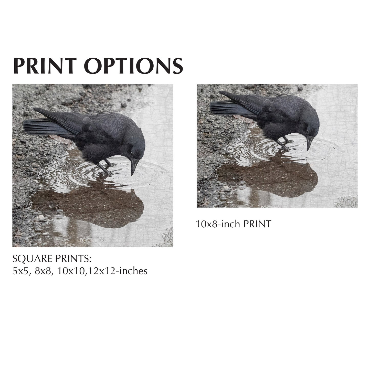 TIME FOR REFLECTION - Fine Art Print, Crow Portrait Series